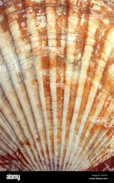 Seashell Ocean Shell Or Sea Shell Texture Close Up Natural Shell
