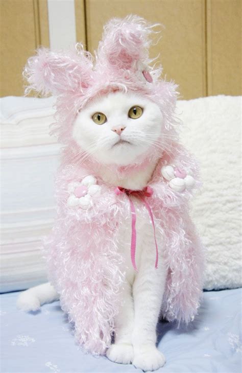 14 Best Cats In Bunny Ears Images On Pinterest Artists