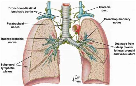 Nerves Of The Thoracic Wall Heart Failure Guws Medical