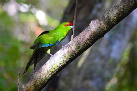 20 Amazing Native Birds In New Zealand 🦉 Nz Pocket Guide