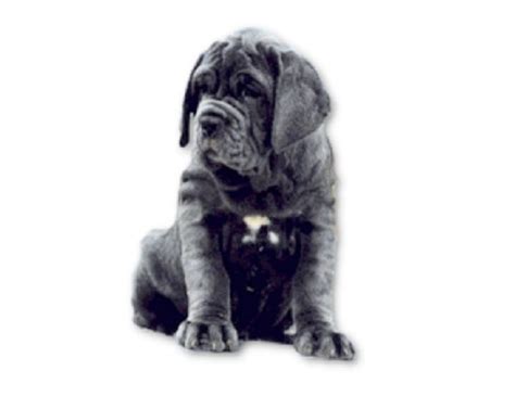 Search for mastiff rescue dogs for adoption near davenport, iowa. Neopolitan Mastiff Puppies For Adoption | Dog Bazar