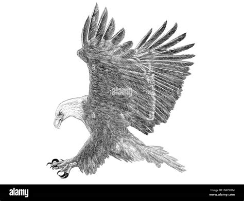 Raptor Landing Black And White Stock Photos And Images Alamy