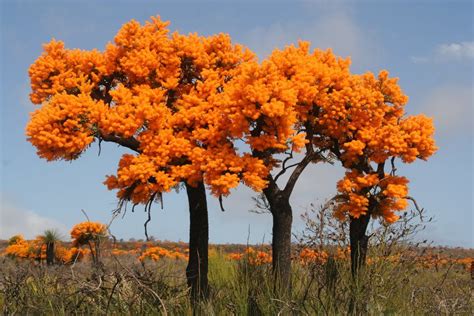 Christmas Tree Nuytsia Floribunda At Cape Le Grand National Park