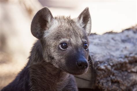 Spotted Hyena Cubs Establishing New Clan Hyena Silly Animals Zooborns