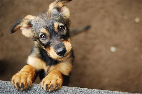 In this detailed guide, we make the case for why working with shutterstock is a good idea and a few pitfalls of which to be aware. Haustiere: Fünf Gründe, warum man sich einen Hund zulegen ...