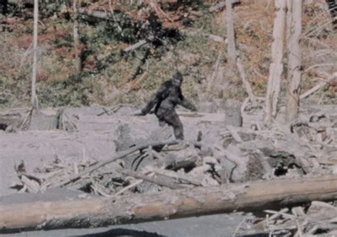 Bigfoot Spotted In Virginia 911 Operator Not Amused Relevant