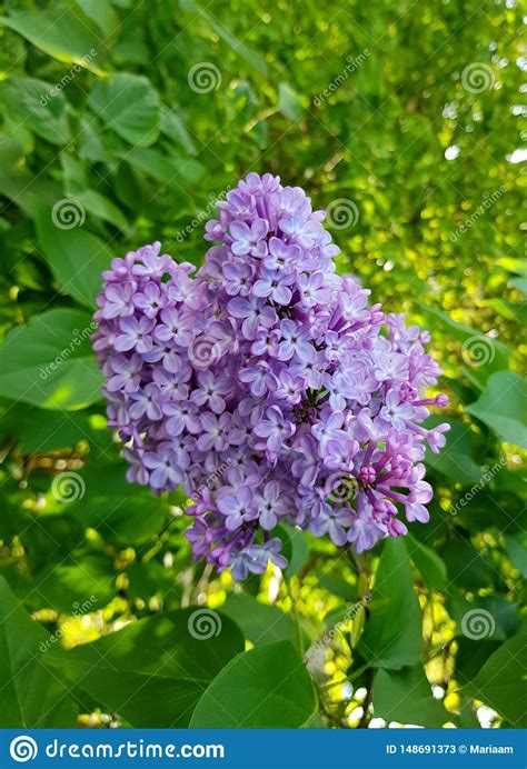Purple Lilac Flower Beauty Of Lilacs Stock Image Image Of Season