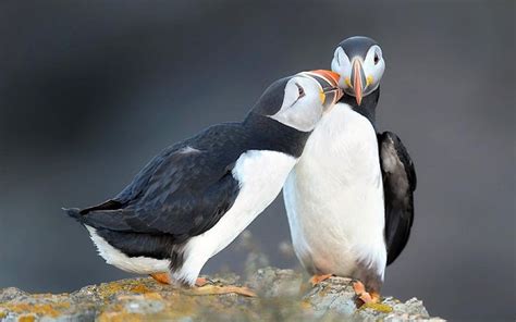 Share Your Best Photos Of Loving Bird Couples Bored Panda