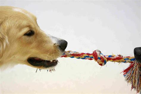 How To Choose The Right Toys For Your Dog