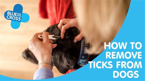 How To Remove Ticks From Dogs Blue Cross Pet Advice Youtube