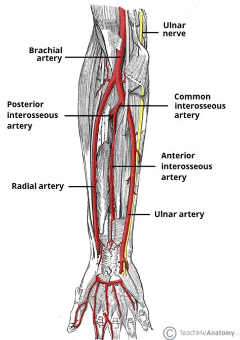 Xii Anatomy Of The Radial Artery Jenny S Jam Jar