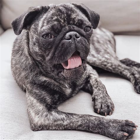 9 Things You Should Know About Brindle Pugs Ned Hardy