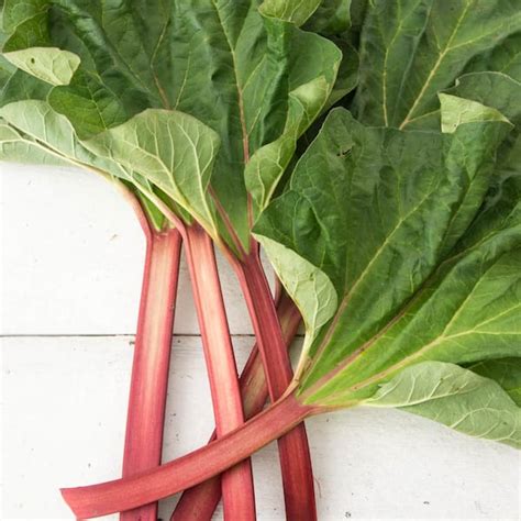 Gurneys Hardy Tarty Rhubarb Rheum Live Vegetable Plant Grown In A 4 In