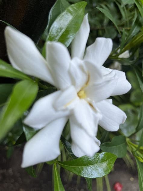 Gardenia Jasminoides Frostproof Xera Plants