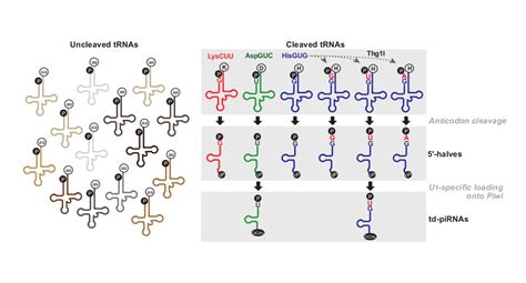 Information and translations of biogenesis in the most comprehensive dictionary definitions resource on the web. The biogenesis pathway of tRNA-derived piRNAs | Computational Medicine Center at Thomas ...