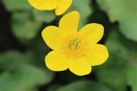 Yellow Marsh Marigold Flower Caltha Palustris Stock Image Image