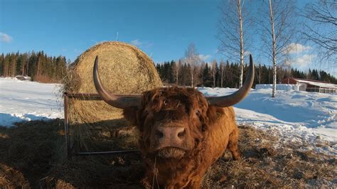 Scottish Highland Cattle In Finland Bulls 8th Of March 2021 Youtube