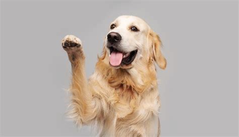 The Top 5 Characteristics Of A Golden Retriever Golden Retriever