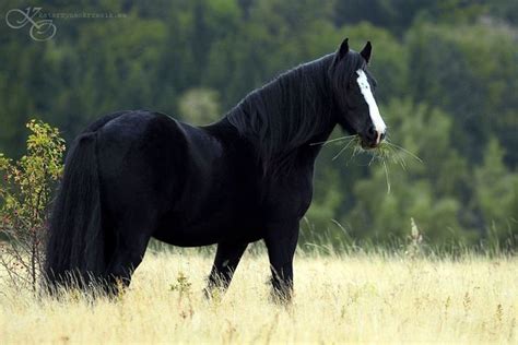Spectacular Wild Black Mustang Horses Black Horses Pretty Horses