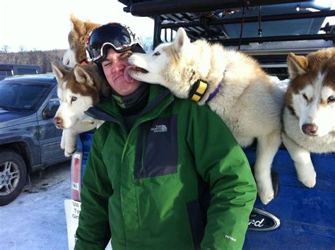 Sled Dogs Like Lovins Tooo Dog Pictures Funny Pictures Funny Pics