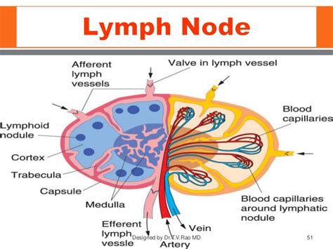 Immune And Lymphatic System Lymph Node Science Notes Body Systems