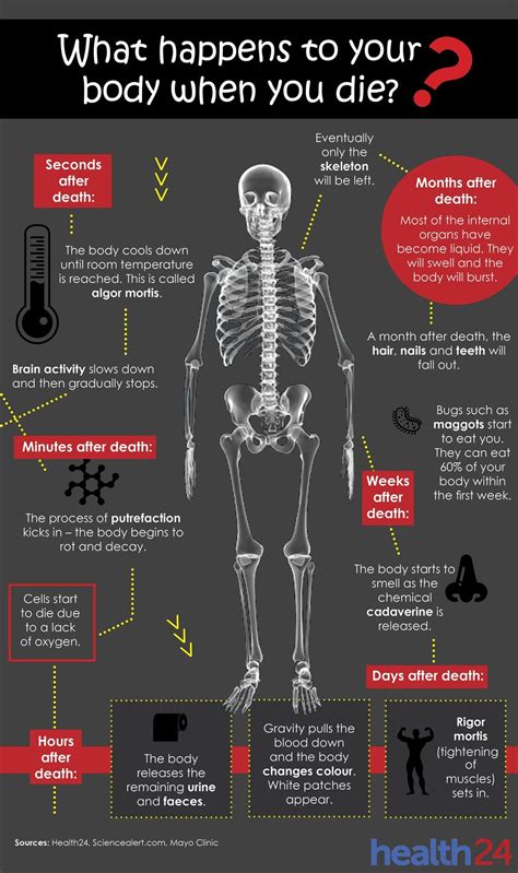 See What Happens To Your Body After You Die Life