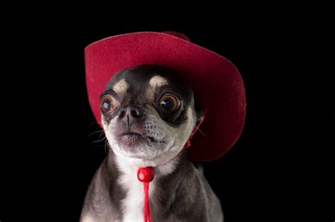 Pig Dog In Cowboy Hat Cute Chihuahua Cute Puppies And Kittens