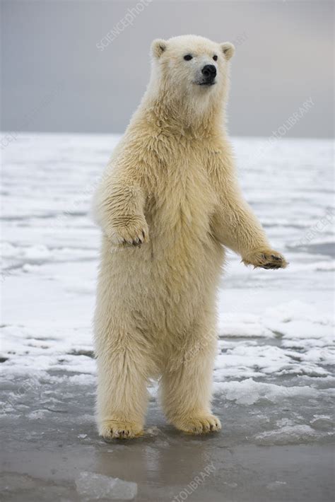 Young Polar Bear Standing On Hind Legs Stock Image C0428417