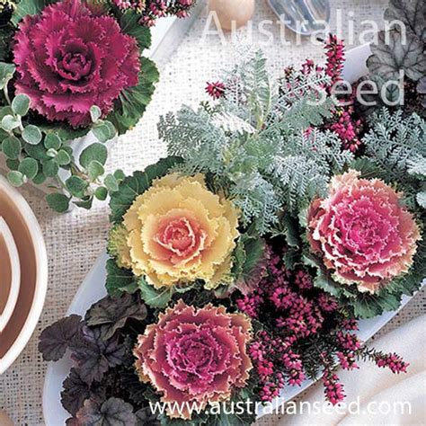 Buy Kale Flowering Song Bird Pink Seed Australian Seed