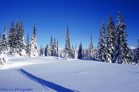 Snow At Manning Park Ski Area Photo Wp02943