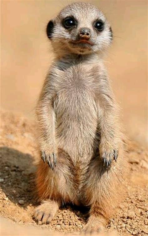 17 Best Images About Meerkats On Pinterest Cutest Baby Animals