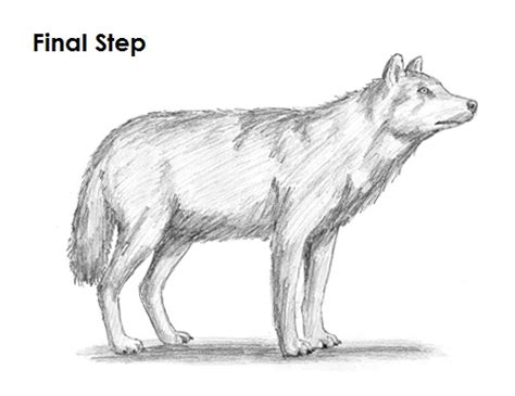 Scary dog illustration black and white wolf creepy weird. How to Draw a Wolf