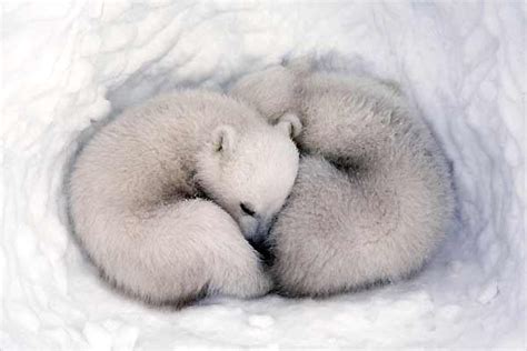 Baby Polar Bears Sleeping