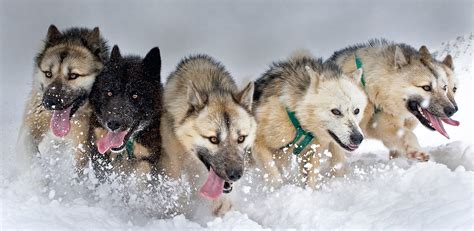 Greenland Sled Dogs At Risk Of Extinction Science