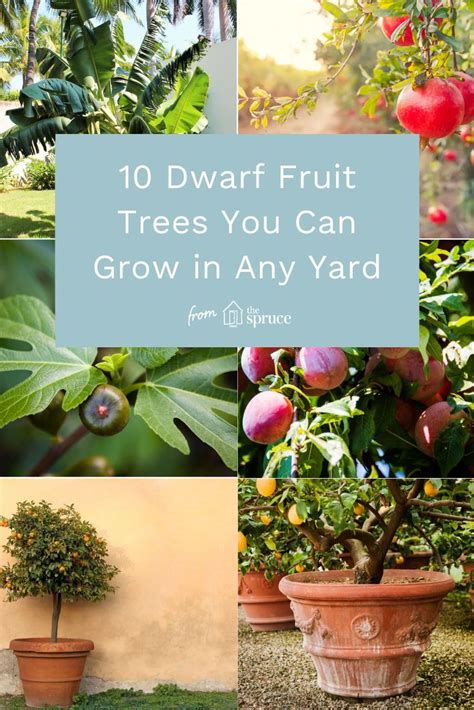 11 Dwarf Fruit Trees You Can Grow In Small Yards Dwarf