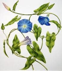 See more ideas about morning glory, drawings, morning glory flowers. Blue Morning Glory | Blue morning glory, Morning glory ...