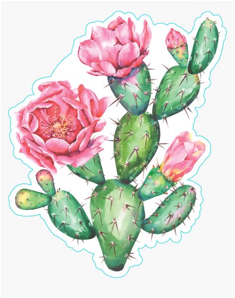 Cactus Clipart Watercolor Flowering Prickly Pear Cactus Watercolor
