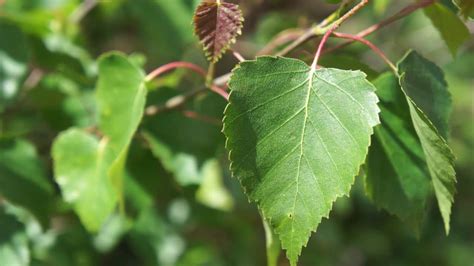 Educational Videos On Nature Silver Birch Leaves Close Up May 2017