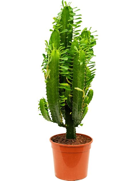 Euphorbia Acruensis Verzweigt Terrapalme Heim Und Gartenshop
