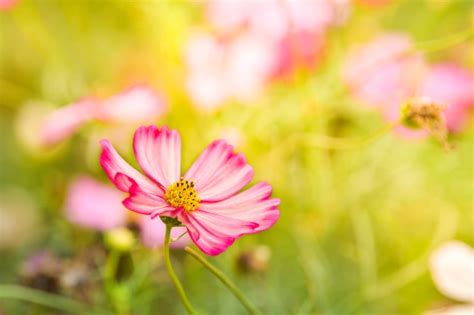 Premium Photo Pink Cosmos Flower In Cosmos Field