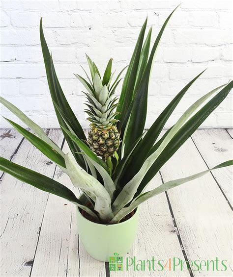 Pineapple Plants Delivered As Unique Houseplant Ts