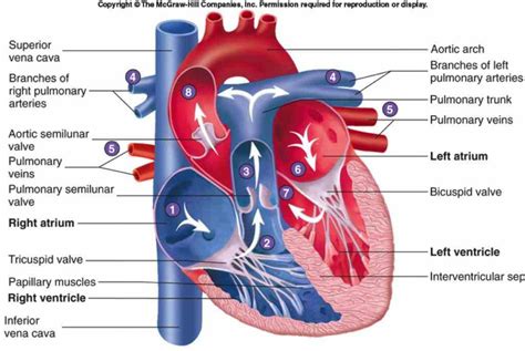 If there are more protons than electrons an atomic ion has a positive charge and is called a cation. of the heart circulatory system conduction arteries and in ...