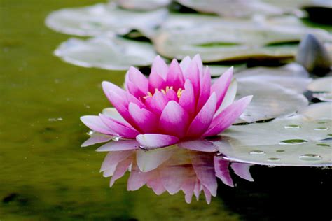 Search 123rf with an image instead of text. Pink Water Lily Flower on Water · Free Stock Photo