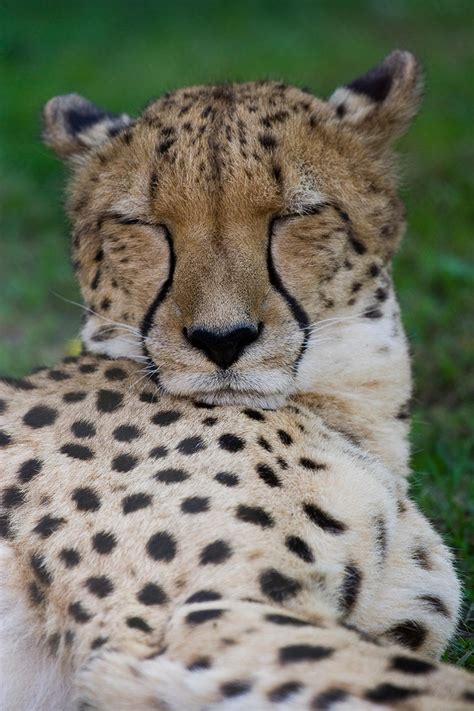 Sleepy Cheetah Portrait By Fpanther On Deviantart