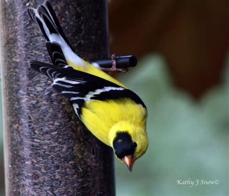 The Enchanting Yellow Finch Bird A Guide To Identifying Attracting