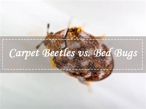 Carpet Beetles Vs Bed Bugs Two Birds Home