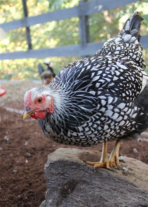 Silver Laced Wyandotte Hardy Breed That Lays Brown Eggs Chickens
