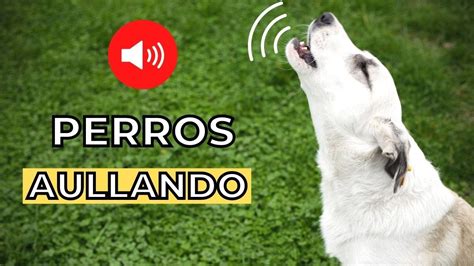 Perros Aullando Fuerte 🐶 Sonidos De Perros Aullando Youtube