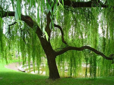 Weeping Willow Tree Cuttings To Grow Beautiful Arching Etsy