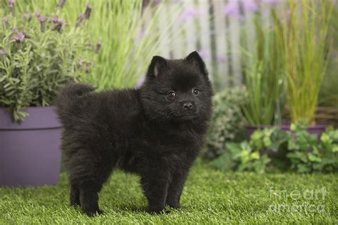 Cute Schipperke Dog Puppy Photograph By Mary Evans Picture Library